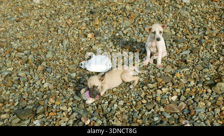 Filipino cute dog or puppies animals Canus lupus rabies familiaris ...