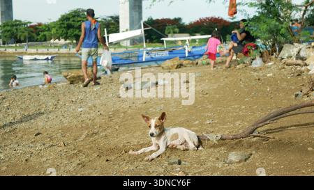 Filipino cute small dog or puppies animals Canus lupus familiaris aspin ...