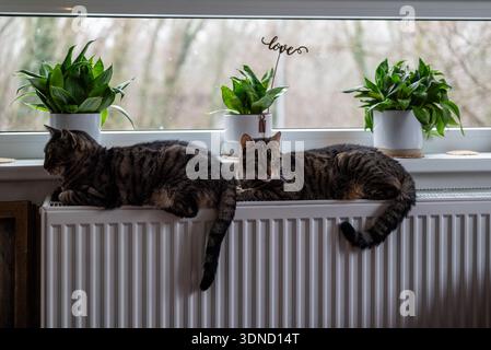Two tabby cats lying on white radiator by window with houseplants Stock Photo