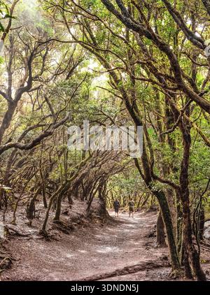 Hikers walk through the ancient, moss-covered Laurel Forest in Anaga Rural Park, Tenerife, Spain. Misty, lush subtropical woodland path. Stock Photo