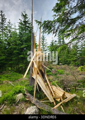 Large tree trunks broken by strong winds lie scattered in a green forest after a storm. Natural weather damage showing ecosystem impact, fallen timber Stock Photo