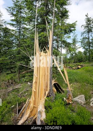 Broken tree. Large tree trunk broken by strong winds lie scattered in a green forest after a storm. Natural weather damage showing ecosystem impact, f Stock Photo