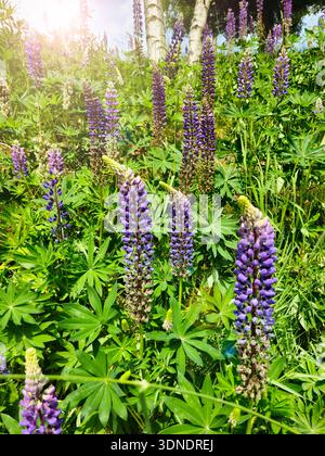Bluebell carpets in forest at sunrise with golden light through trees. Ethereal purple flowers creating a magical woodland scene, serene nature landsc Stock Photo