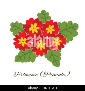 Simple flat style graphic featuring a cluster of five red primula flowers with green foliage. An isolated illustration ideal for spring themes, nature Stock Vector