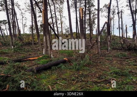 Destroyed pine forest, Nazaré city, Portugal. After Cyclone period. In two weeks period was many storms: Ingrid, Joseph, Chandra, Kristin, Leonardo... Stock Photo