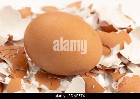 Close-up of a boiled unpeeled egg on an eggshell Stock Photo