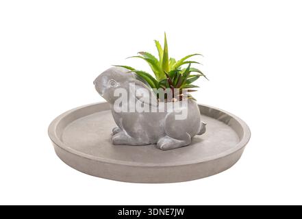 concrete tray and concrete decorative bunny figure pot with agave succulents Stock Photo