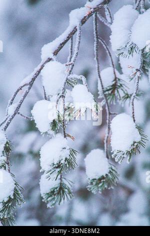 Scandinavia, Lapland, Finland. Rovaniemi. Fir branch covered in snow close-up Stock Photo