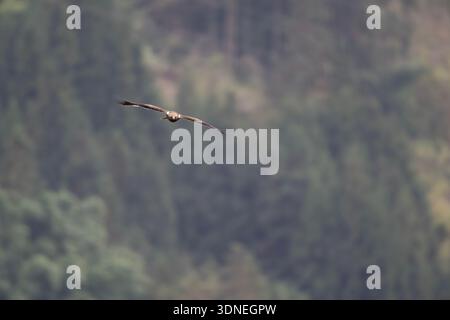 Grey-faced Buzzard (Butastur indicus) in soaring flight, Class II National Protected raptor in Sichuan, China. Stock Photo