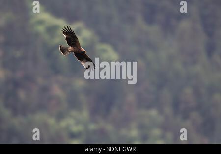 Grey-faced Buzzard (Butastur indicus) in soaring flight, Class II National Protected raptor in Sichuan, China. Stock Photo