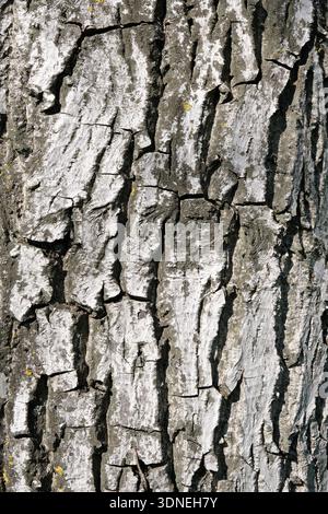 Vieille écorce de Noyer dans un pré en bord de Seine en Île de France / Old walnut bark in a meadow on the banks of the Seine in the Ile de France  Ju Stock Photo