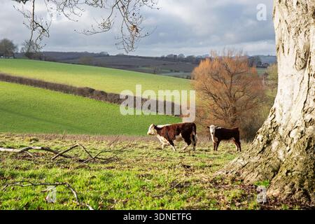 Hereford cow and calf grazing on rolling English farmland in winter sunlight beneath a dramatic cloudy sky. Stock Photo