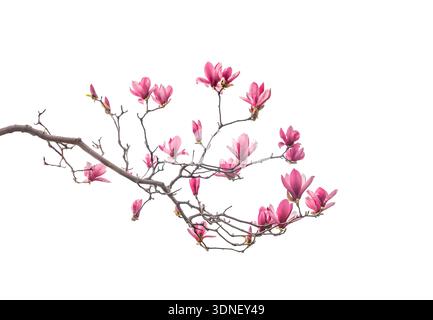 magnolia flower branch isolated on white background Stock Photo