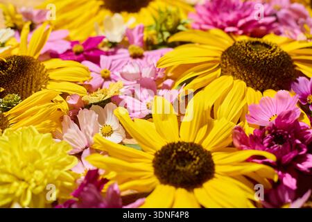 Delicate cosmos flowers in bud vases on white background Stock Photo