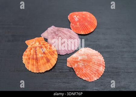 beautiful color scallop shells on black wooden background Stock Photo