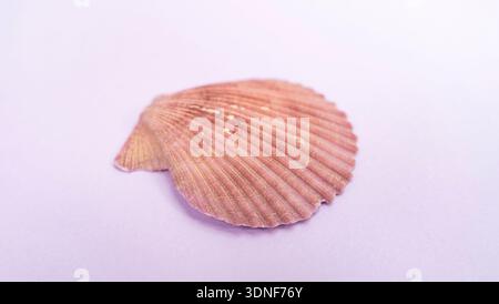 beautiful color scallop shell on purple background Stock Photo