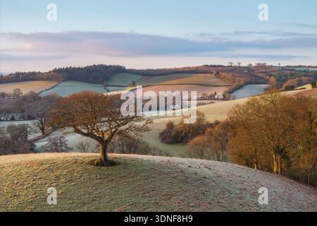 Lone hilltop tree in rolling countryside, mid Devon, England.  Winter (January) 2024. Stock Photo