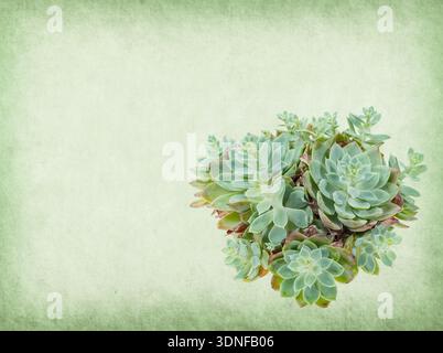 textured old paper background with succulents Stock Photo