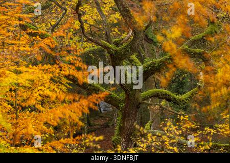 Twisted oak tree surrounded by peak autumnal beech foliage, Dartmoor National Park, Devon, England.  Autumn (November) 2025. Stock Photo