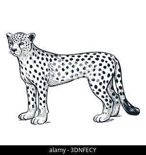 Cheetah drawing. Vector sketch jaguar or leopard illustration isolated on white background. Fashion print or poster design element Stock Vector