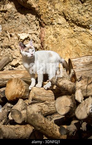 White and brown domestic cat standing on firewood logs in Cueva del Agua, Sanctuary of Tíscar, Quesada, Jaén, Spain, during autumn Stock Photo
