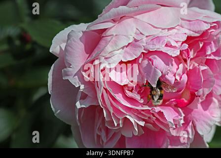 A white-tailed bumble bee is partially hidden in the soft ruffled petals of a double pink Peony (Paeonia Lactiflora). Full frame sunlit image. Stock Photo