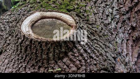 Close up of textured tree bark featuring a circular scar where a branch was removed Stock Photo