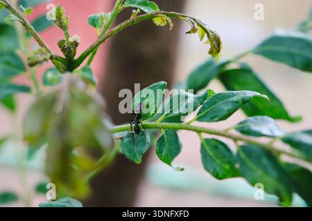 An ant walking on leaves Stock Photo