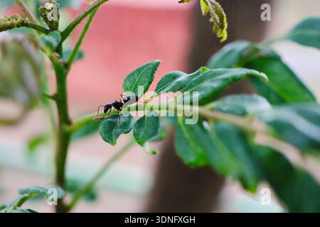 An ant walking on green leaves. Stock Photo