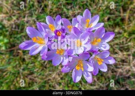 Woodland crocuses / early crocus / Tommasini's crocuses / tommies (Crocus tommasinianus) in flower in garden in winter Stock Photo