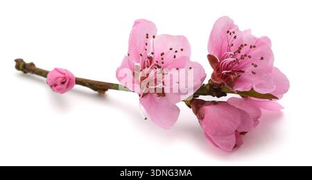 Peach flowers isolated on white background Stock Photo