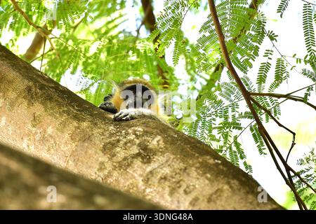 Green monkey (Chlorocebus sabaeus) Stock Photo
