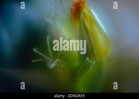 Abstract soft blur macro of yellow flower stamens and petals. Dreamy artistic floral nature background. Stock Photo