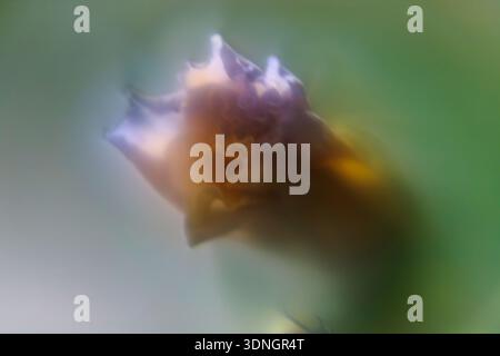 Artistic soft blur macro of purple and orange flower. Dreamy abstract floral nature background. Stock Photo