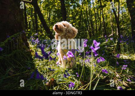 Cockapoo in bluebells Stock Photo