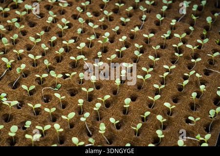 Young plants close up in a soybean nursery on a soybean plantation farm in the Amazon. Agriculture, ecology, environment. Stock Photo