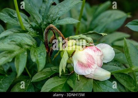 The gray rot on a peony bud Stock Photo