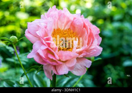 Herbaceous Peonies Pink Hawaiian Coral in flower  Stock Photo