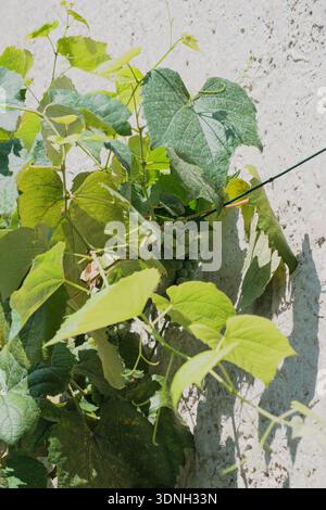 A close-up shot of young green grape clusters and lush vine leaves growing against a textured white plaster wall. The bright natural summer light crea Stock Photo