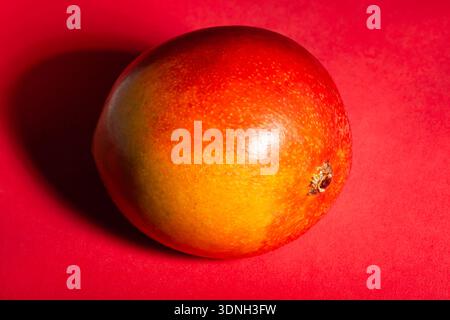 one mango on red background Stock Photo