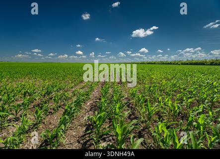 Rows of young corn shoots on a cornfield  Stock Photo