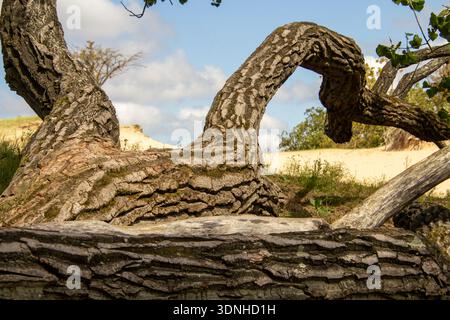 Fallen tree in the dune landscape of Kennemerland Stock Photo