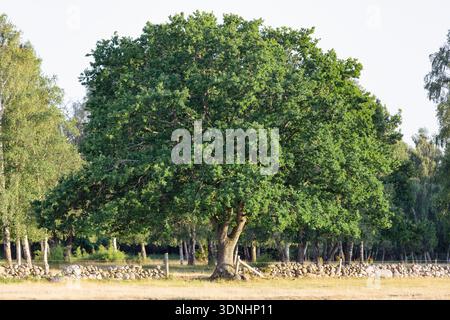 Oak tree in garden landscape, large Quercus tree in green outdoor setting Stock Photo
