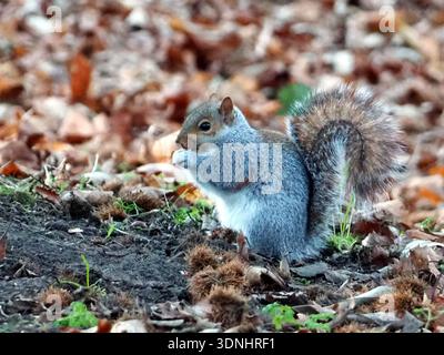 Isolated close-up of a grey squirrel (Sciurus carolinensis) or eastern gray squirrel foraging amongst fallen leaves and beechnuts in Greenwich Park, L Stock Photo