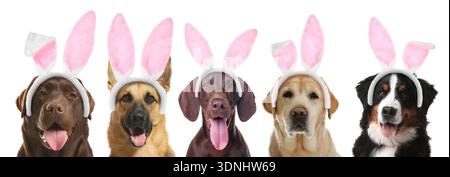 Cute dogs with Easter bunny headbands on white background Stock Photo