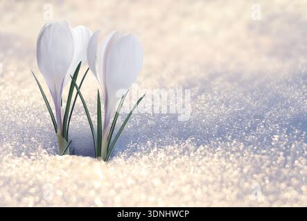Beautiful flowering crocus plants growing through snow sparkling in sunlight Stock Photo