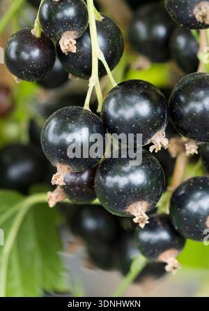 European black currant (Ribes nigrum 'Titania', Ribes nigrum Titania), Currants on the bush, Titania variety, Germany Stock Photo