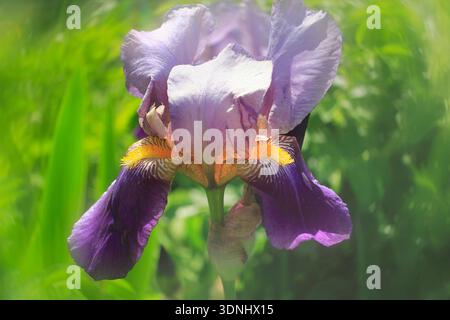 Garden iris, German iris, Bearded iris, Fleur-de-lis (Iris germanica), flower Stock Photo