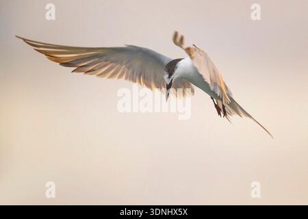 Common tern (Sterna hirundo), in a hovering flight in search of prey, Portugal, Ponta Delgada harbour Stock Photo