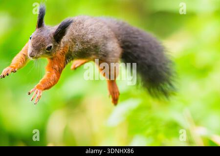 European red squirrel, Eurasian red squirrel (Sciurus vulgaris), in the jump, Germany, Bavaria Stock Photo